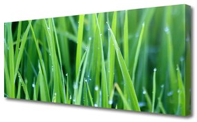 Obraz Canvas Trawa Krople Roślina Natura