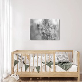 Obraz na szkle - Trawa pampasowa Boho (70x50 cm)