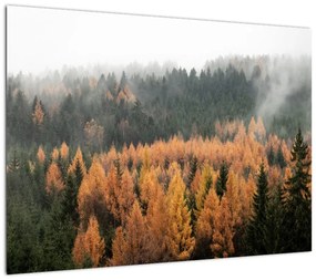 Obraz - Jesienny las (70x50 cm)