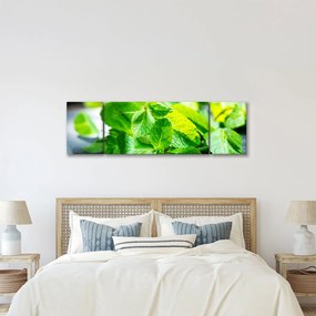 Obraz mięty (170x50 cm)