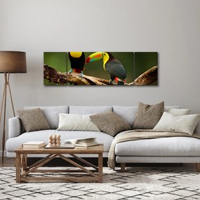 Obraz siedzących tukanów, Kostaryka (170x50 cm)