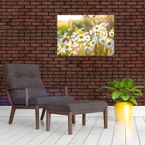 Obraz - Stokrotki (70x50 cm)