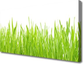 Obraz canvas Świeżość Letniego Trawnika