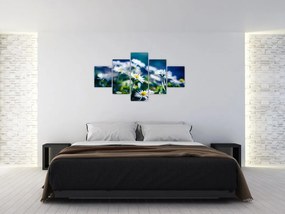Obraz stokrotek (125x70 cm)