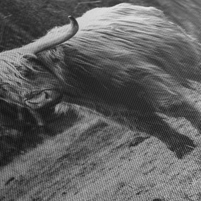 Obraz - Szkocka krowa 3, czarno - biały (170x50 cm)