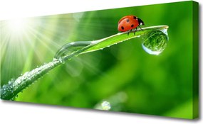 Obraz canvas na ścianę Mała Biedronka na Źdźble