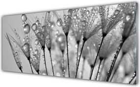 Panel Kuchenny Ulotność Mniszka Lekarskiego