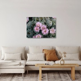 Obraz na szkle kwiatu kaktusa (70x50 cm)