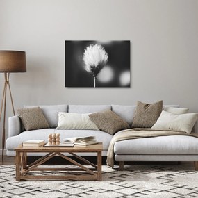 Obraz na szkle - Czarno-biała trawa bawełniana (70x50 cm)