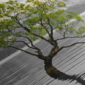 Obraz drzewa na środku jeziora (170x50 cm)