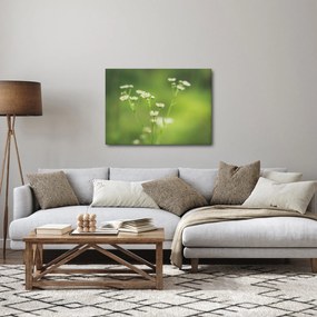 Obraz stokrotek (70x50 cm)