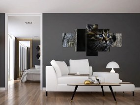 Obraz kotka (125x70 cm)