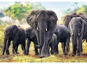 Puzzle Trefl Afrykańskie słonie, 1000 elementów