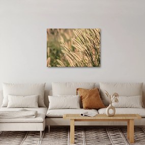 Obraz - Ziarno (70x50 cm)