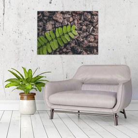 Obraz zielonej rośliny (70x50 cm)