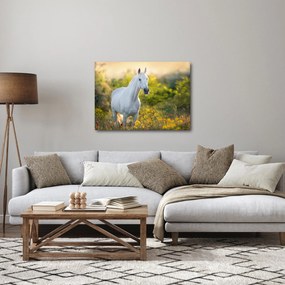 Obraz białego konia na łące (70x50 cm)