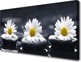 Fotoobraz na płótnie Stokrotka wśród Kamieni