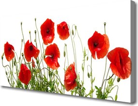 Obraz canvas na ścianę Polne Maki w Rozkwicie