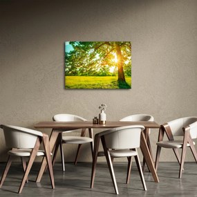 Obraz - Słoneczny Las (70x50 cm)