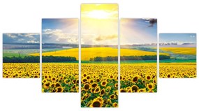 Obraz - Pole słoneczników (125x70 cm)