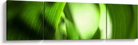 Obraz - Źdźbło trawy (170x50 cm)