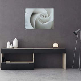 Obraz - Biała róża (70x50 cm)