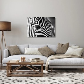 Obraz na szkle - zebra (70x50 cm)