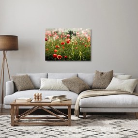 Obraz na szkle maków (70x50 cm)