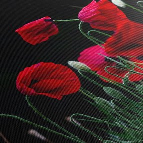 Obraz - Taniec maków (125x70 cm)