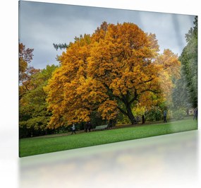 Obraz na szkle - drzewo (70x50 cm)