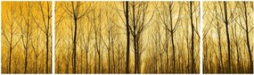 Obraz lasu o zachodzie słońca (170x50 cm)