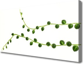 Zdjęcie na płótnie Stylowa Roślina Dekoracyjna