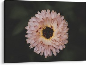 Obraz pomarańczowego kwiatu (70x50 cm)