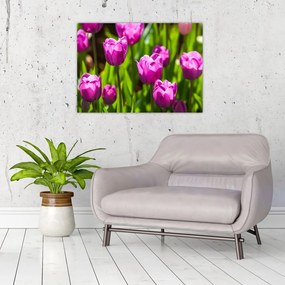 Obraz na szkle - tulipany na łące (70x50 cm)