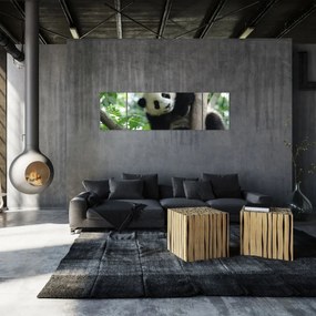 Obraz - Panda na drzewie (170x50 cm)