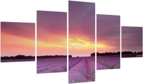 Obraz - Pole lawendy (125x70 cm)
