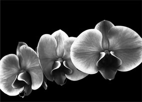 Obraz na szkle kwiatu orchidei (70x50 cm)