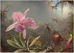 Obraz - Martin Johnson Heade, Cattleya Orchid and Three Hummingbirds, reprodukcje (70x50 cm)