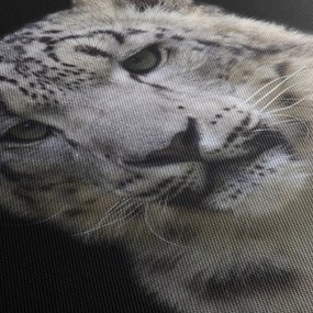 Obraz - Snow Leopard (125x70 cm)