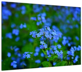 Obraz na szkle - niebieskie kwiaty (70x50 cm)