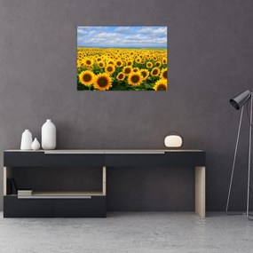 Obraz na szkle - pole słoneczników (70x50 cm)