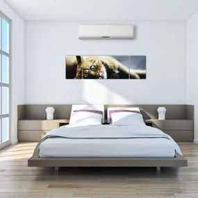 Obraz kota (170x50 cm)