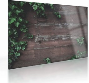 Obraz na szkle - Bluszcz (70x50 cm)