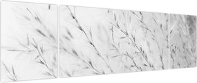 Obraz - Trawa pampasowa N⁰2 (170x50 cm)
