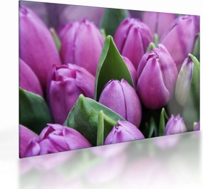 Obraz na szkle - kwiaty tulipanów (70x50 cm)
