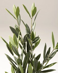 Drzewko Oliwne Mini w doniczce 50 cm