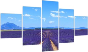 Obraz - Pole lawendy (125x70 cm)