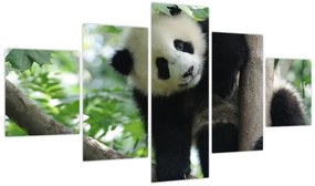 Obraz - Panda na drzewie (125x70 cm)
