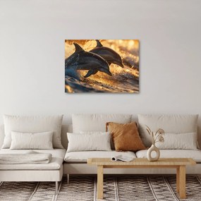 Obraz - Delfiny (70x50 cm)