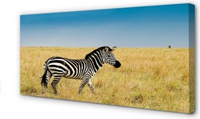 Obraz na płótnie Zebra na Sawannie